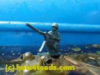 /home//u458753944/public_html/sourcegallery/////Frogs/Bullfrogs 2016-08 Ontario/P8081413.JPG